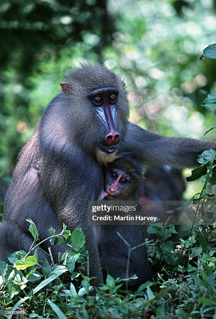 Mandrill Map Mandrill Rainforest Species Female With Young Endangered Species Gabon ...