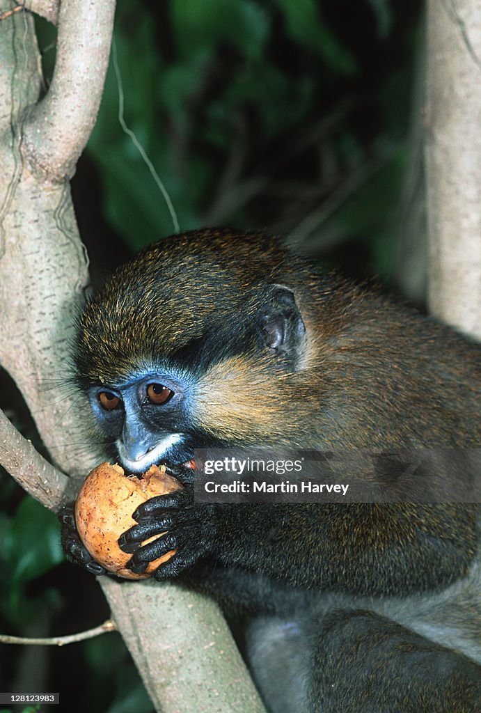 Moustached Monkey (Cercopithecus cephus) Rainforest Species Gabon, Africa
