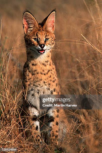 serval in grassland (felis serval), africa - serval stockfoto's en -beelden