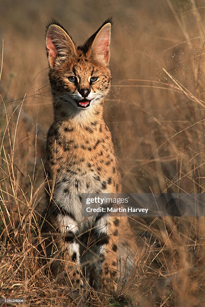 Serval in grassland (Felis serval), Africa