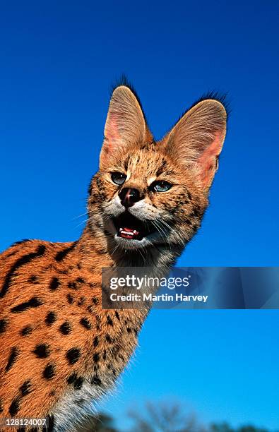 serval (felis serval) against blue sky, africa - serval stock-fotos und bilder