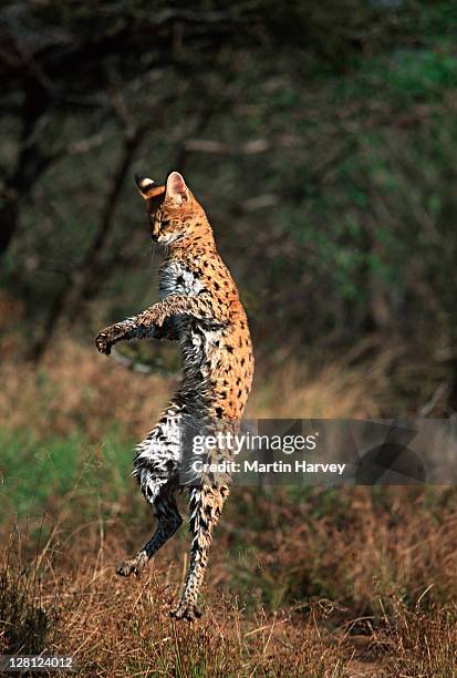 serval (leptailurus serval) leaping in grassland, africa - serval stockfoto's en -beelden