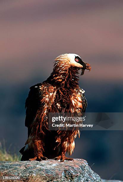 bearded vulture (lammergeier gypaetus barbatus) drakensberg mountains, south africa - bearded vulture stock pictures, royalty-free photos & images