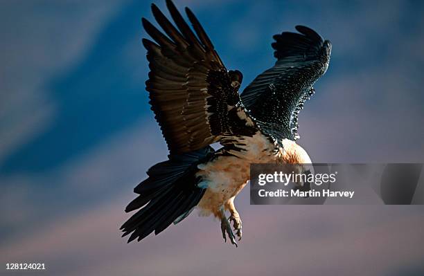 bearded vulture (lammergeier gypaetus barbatus) adult coming into land drakensberg mountains, south africa - bearded vulture stock pictures, royalty-free photos & images