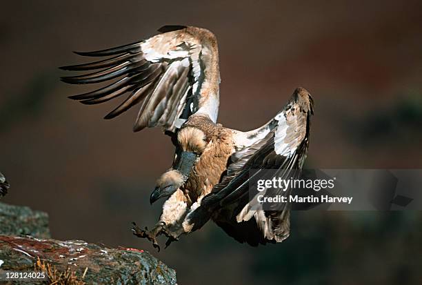 cape vulture (griffon gyps coprptheres)endangered, drakensberg mountains, south africa - cape vulture stock pictures, royalty-free photos & images