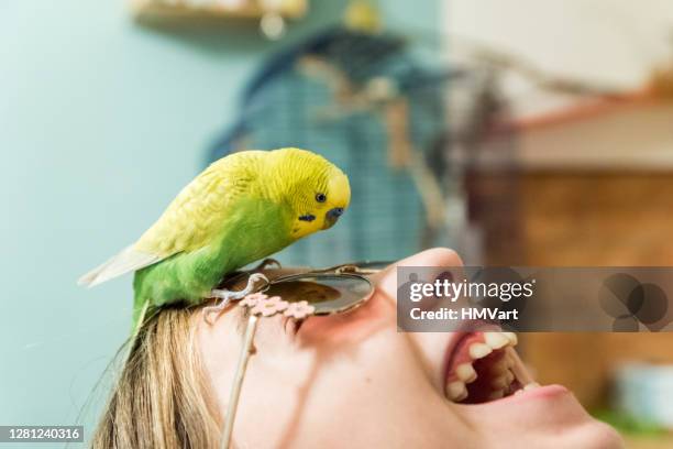 cute budgerigar playing with girls sunglasses - budgie stock pictures, royalty-free photos & images