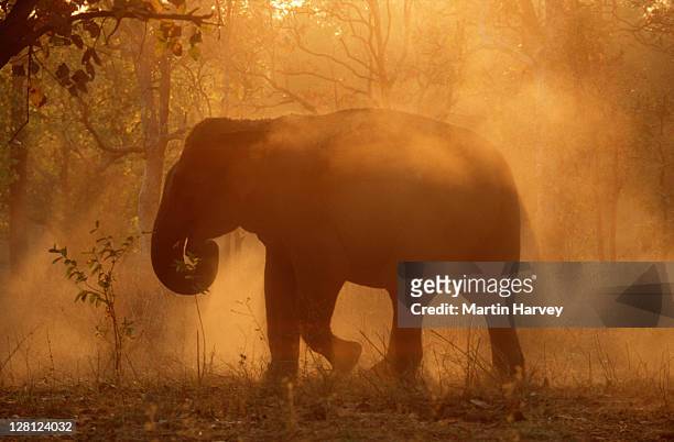 indian elephant (elephas maximus indicus) dust bathing at sunset. kahna national park, india - asian elephant stock pictures, royalty-free photos & images