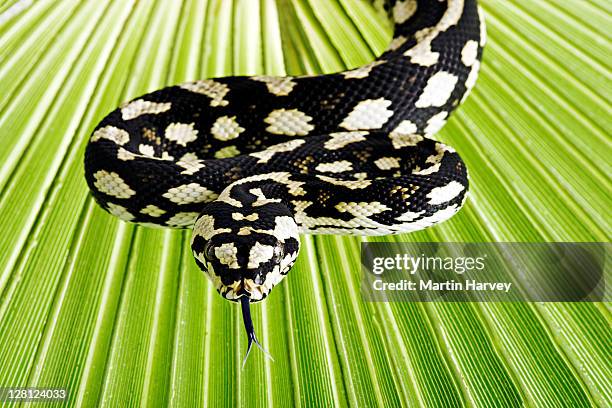 jungle carpet python (morelia spilota cheynei) , studio shot, atherton tableland, north-eastern australia - jungle carpet python stock pictures, royalty-free photos & images