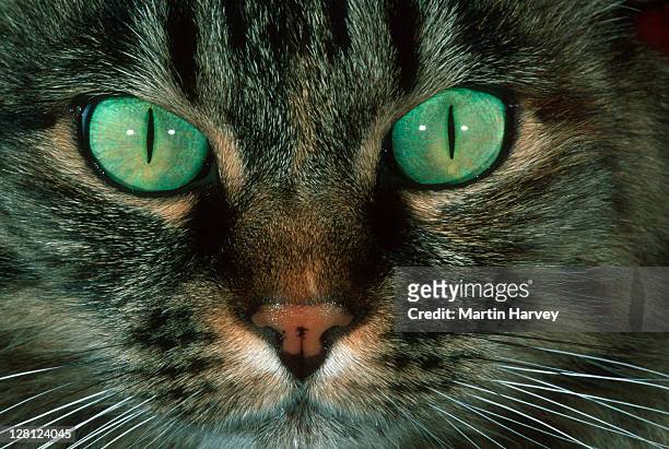 domestic cat (felis felidae) close-up - cat green eyes stock pictures, royalty-free photos & images