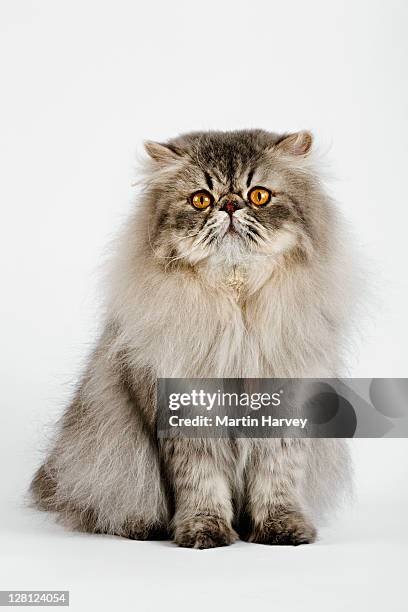blue spotted persian tabby (felis felidae) studio shot against white background. - chat persan photos et images de collection