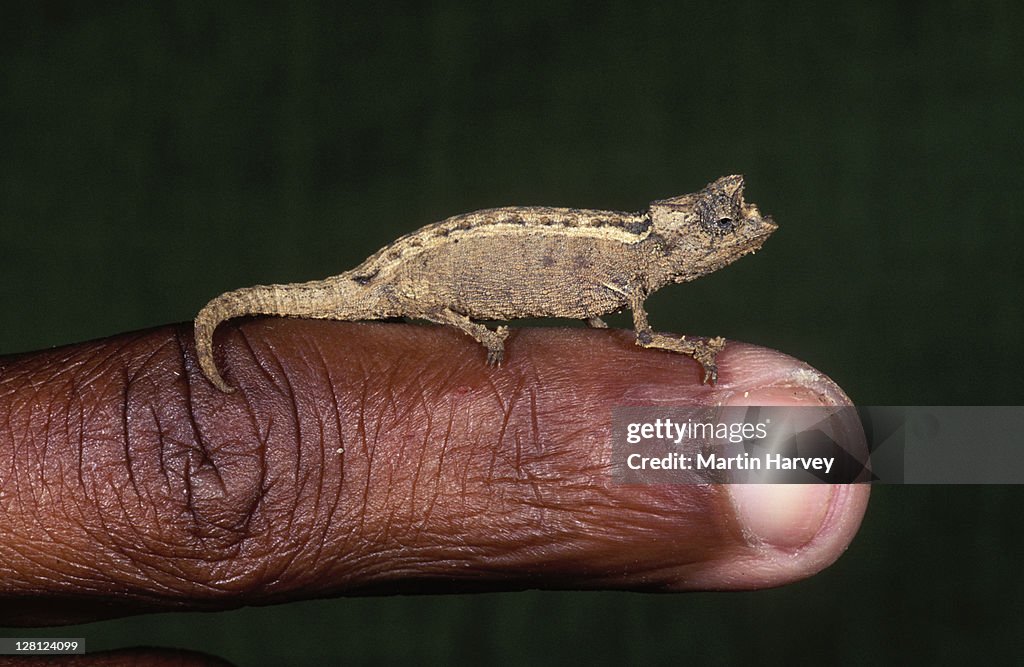 Big-nosed Chameleon, (Calumma nasutum), Madagascar