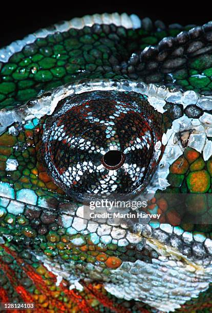 panther chameleon (furcifer pardalis), madagascar - pantherchamäleon stock-fotos und bilder