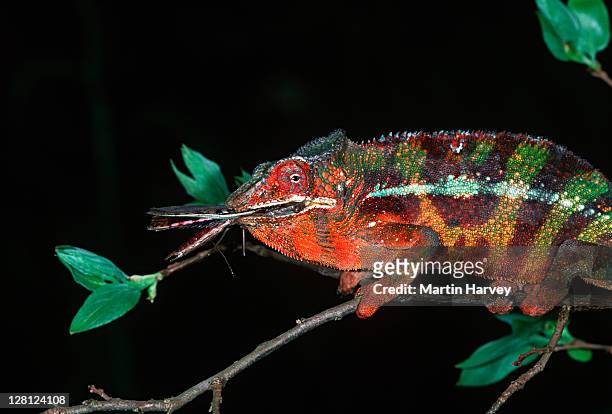panther chameleon (furcifer pardalis), madagascar - chameleon stockfoto's en -beelden