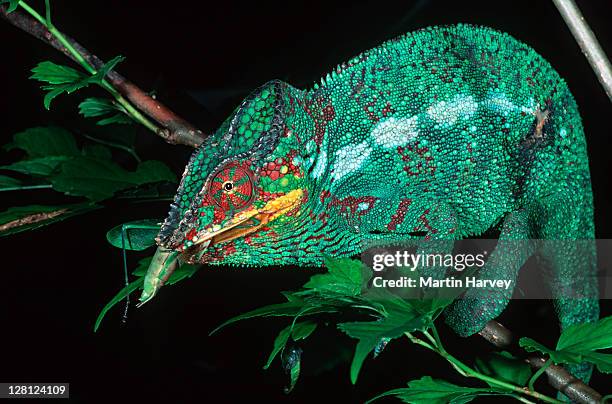 panther chameleon (furcifer pardalis), madagascar - east african chameleon stock-fotos und bilder