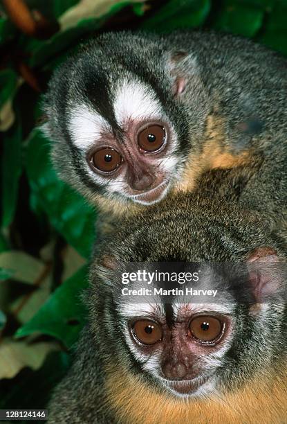 nocturnal red-necked night monkey (aotus nigriceps) peru, south america - cebidae stock pictures, royalty-free photos & images