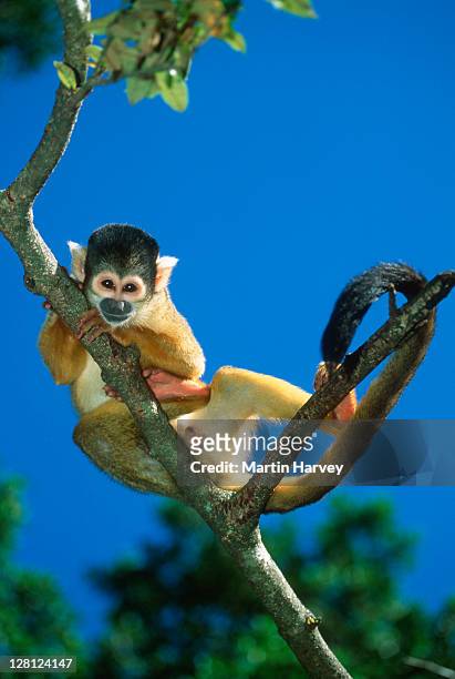 squirrel monkey (sainiri sciureus) on tree branch, south america - dödskalleapa bildbanksfoton och bilder