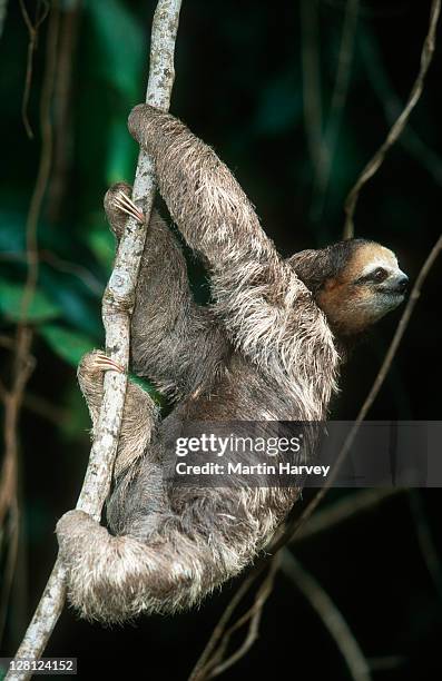linnaeus's two-toed sloth (choloepus didactylus), south america - bicho preguiça - fotografias e filmes do acervo