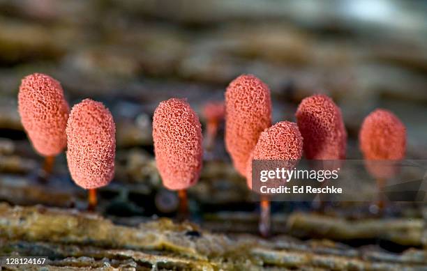 fruiting bodies (sporangia) of carnival candy slime mould, (arcyria denudata) on decaying wood, michigan, usa - plasmódio - fotografias e filmes do acervo
