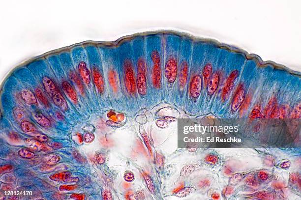 simple columnar epithelium of small intestine (magnification x250): single layer of tall columnar cells, nuclei, cytoplasm, striated border, basement membrane and lamina propria. - simple columnar epithelial cell ストックフォトと画像