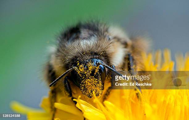 cross pollination by bumble bee (bombus sp.) on dandelion, glacier national park, montana, usa - voelspriet stockfoto's en -beelden
