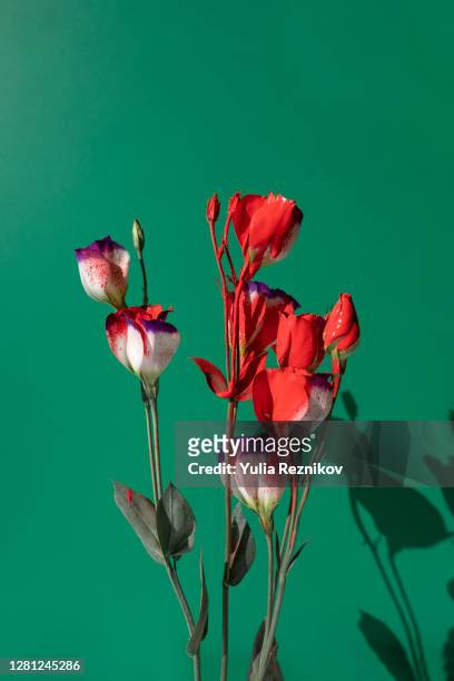 white-purple eustoma (lisianthus) flower with red paint color on leaf on the green background - style studio day 1 stockfoto's en -beelden