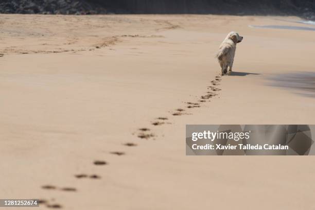 a dog footprint path on the beach - paw prints stock pictures, royalty-free photos & images