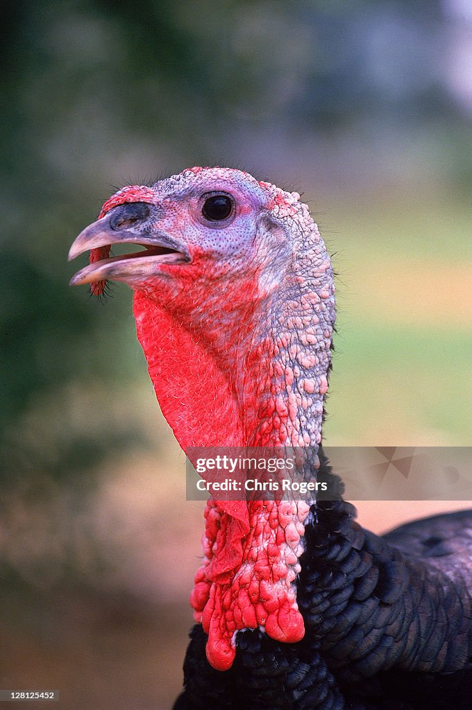 Wild turkey, boulder, co