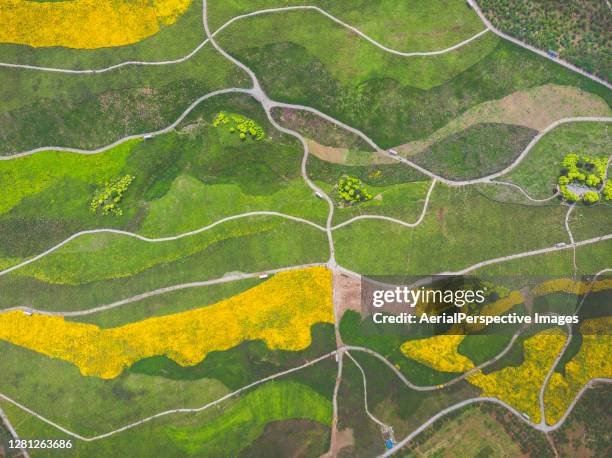 flowers fields - multiple perspective stock pictures, royalty-free photos & images