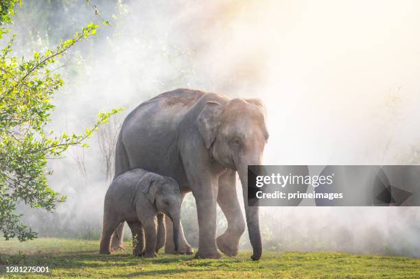 gruppe wilder elefanten, die bei sonnenaufgang im tropischen regenwaldwiesenfeld spazieren gehen - asiatischer elefant stock-fotos und bilder
