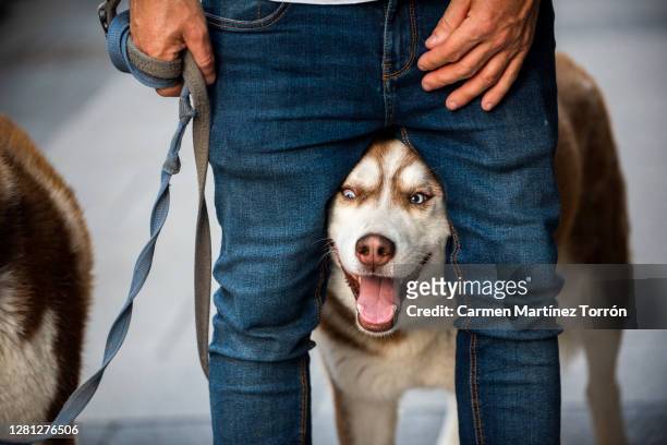 siberian husky on the street being petted by his owner - tolerant dog stock pictures, royalty-free photos & images