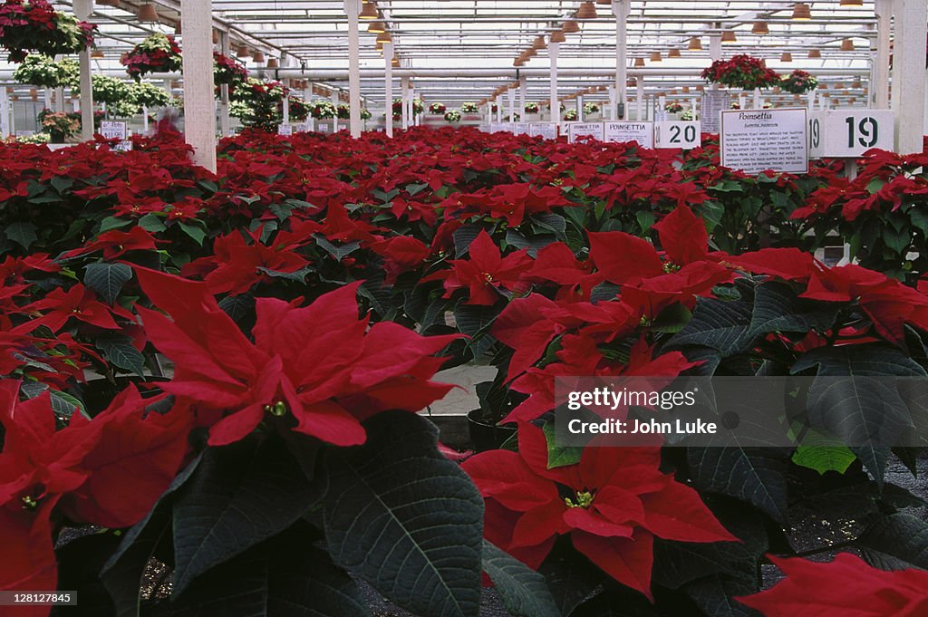 Poinsettias in greenhouse