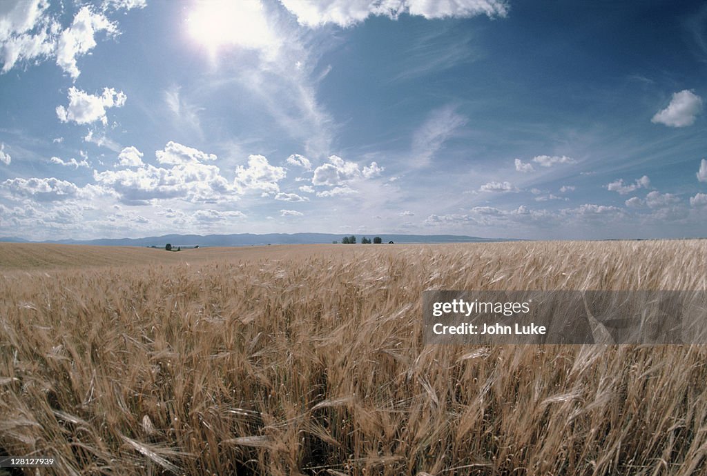 Wheat field, ID