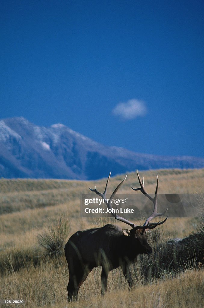 Elk, Western MT
