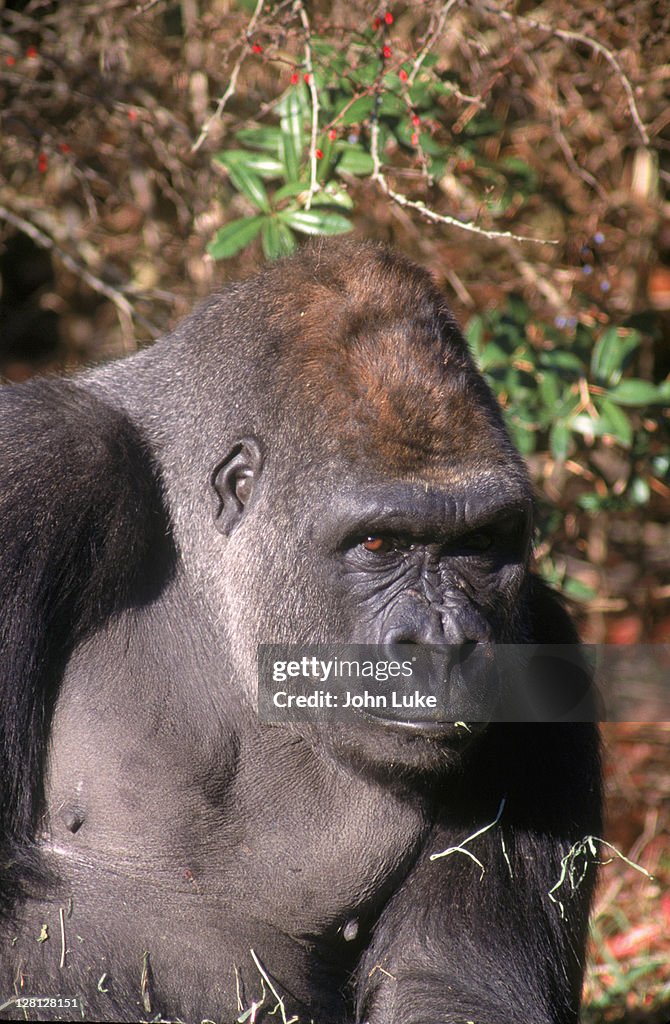 Gorilla
