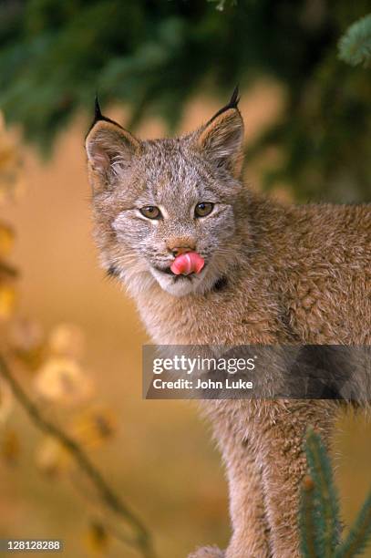 lynx, mt - lyx stockfoto's en -beelden