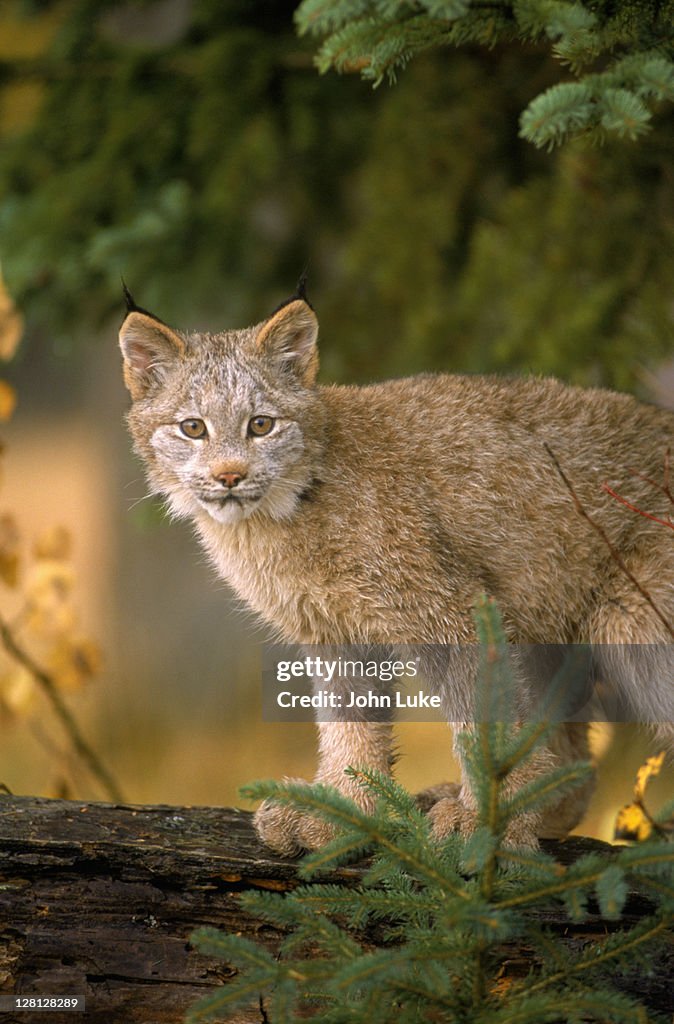 Lynx, MT