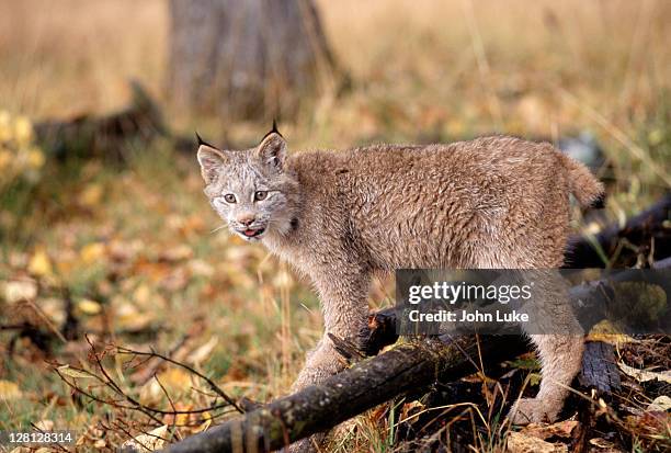 lynx, mt - lyx stockfoto's en -beelden