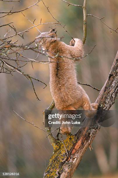 lynx in tree, mt - lyx stockfoto's en -beelden