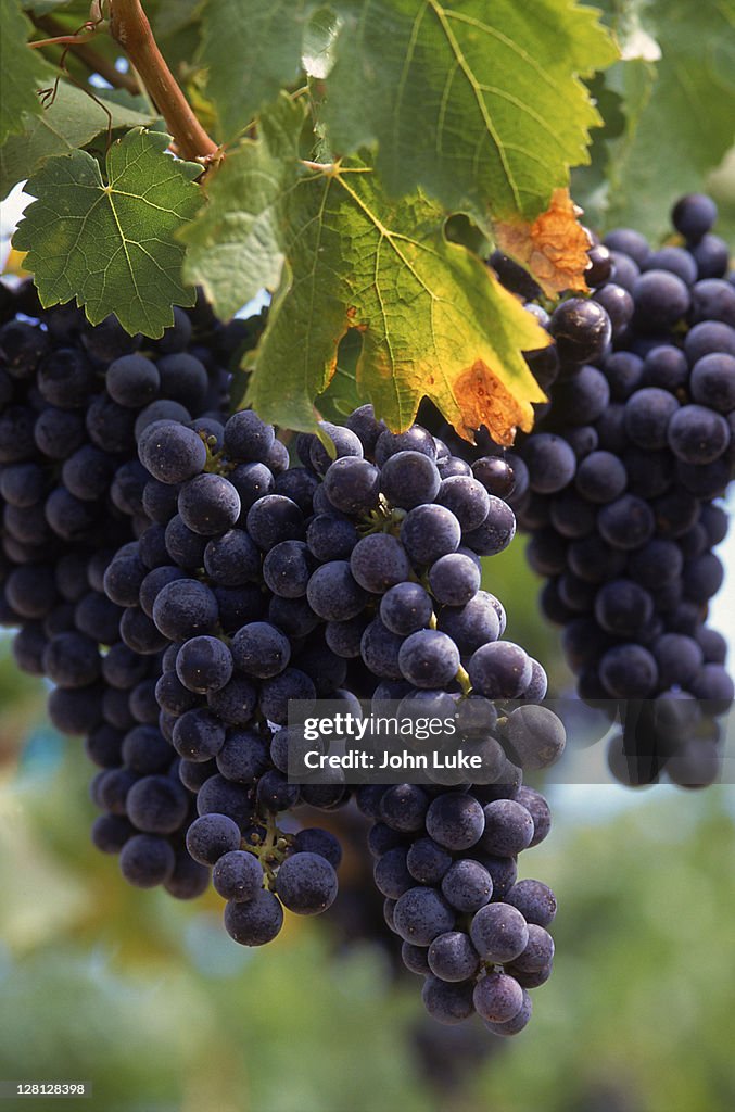 Close-up of grapes on vine