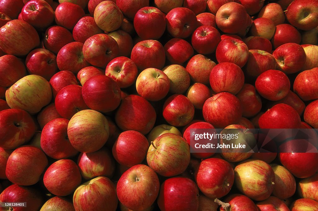 Apples