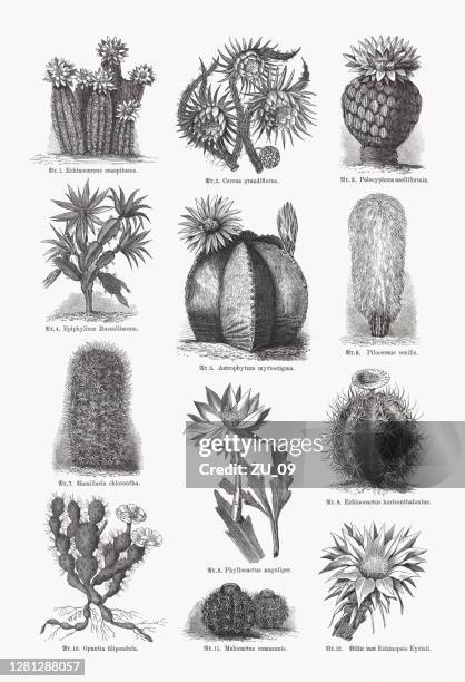 ilustraciones, imágenes clip art, dibujos animados e iconos de stock de cacti (cactaceae), grabados en madera, publicados en 1893 - cacto