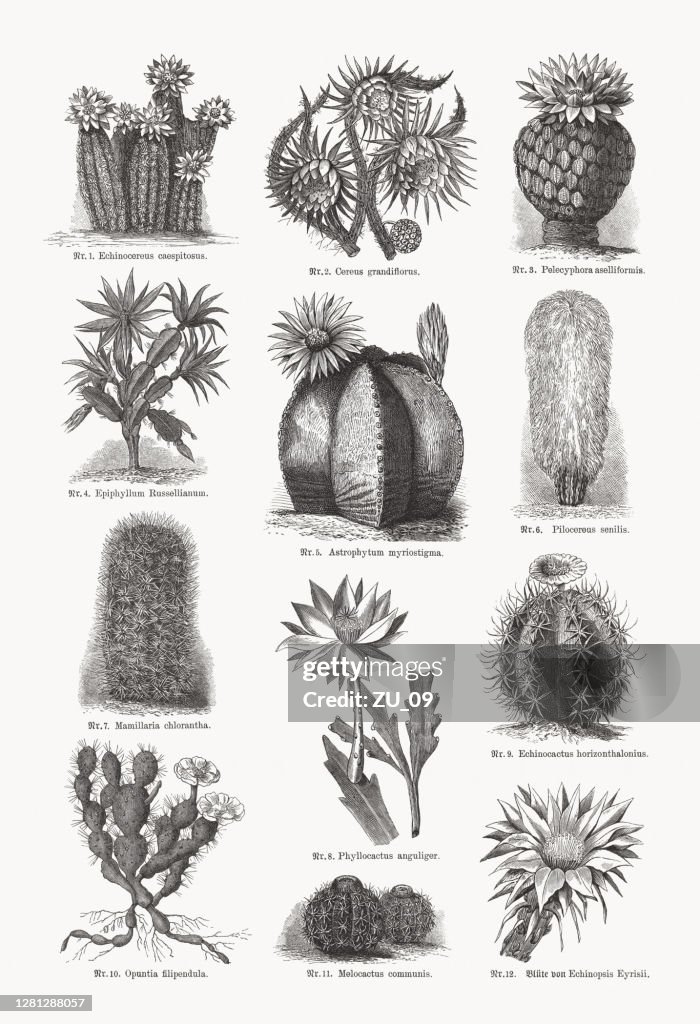 Cacti (Cactaceae), wood engravings, published in 1893