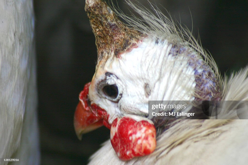 Profile of a helmeted white guinea fowl