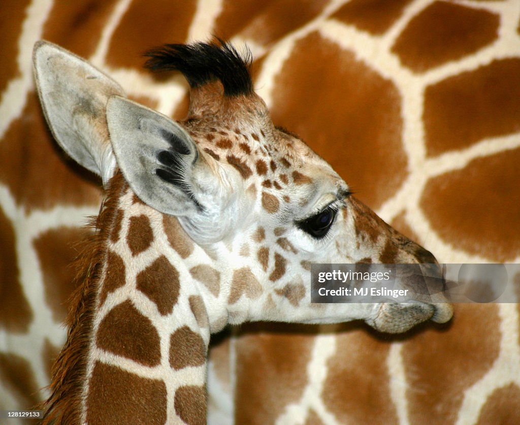 A young giraffe leaning into its mothers side