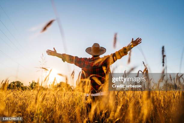 landwirt auf seinem getreidefeld - mähdrescher stock-fotos und bilder