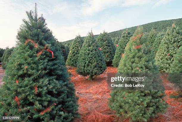 christmas tree farm, willamette valley, or - willamette tal stock-fotos und bilder