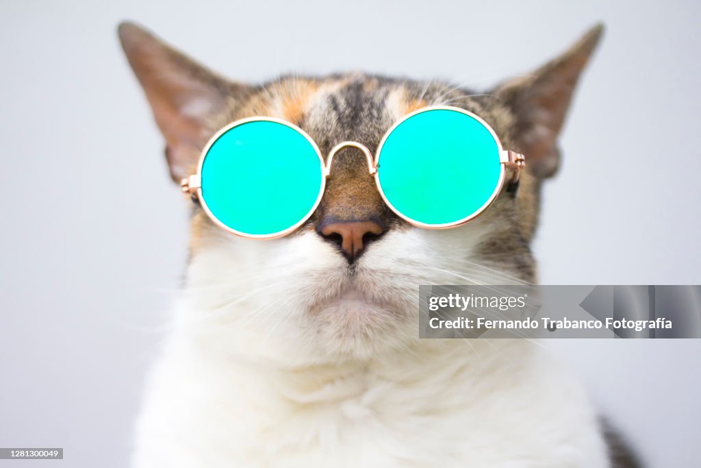 Cat With Glasses High-Res Stock Photo Getty Images