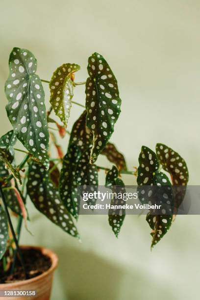 dots begonia house plant leaves (begonia maculata) - begonia stockfoto's en -beelden