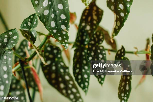 dots begonia house plant leaves (begonia maculata) - schiefblattgewächse stock-fotos und bilder