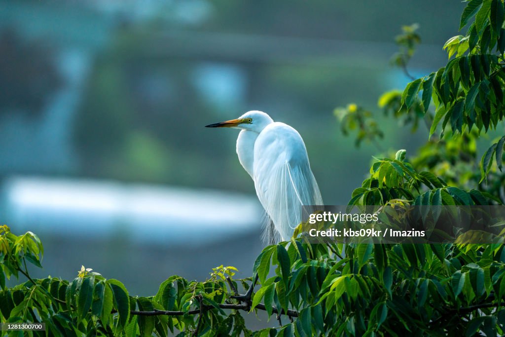 Intermediate Egret